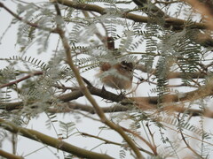 Cistothorus palustris