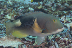 Orange-Dotted Tuskfish photo 1