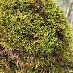 Antitrichia curtipendula