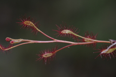 Drosera affinis image