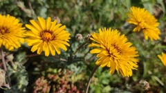 Reichardia tingitana
