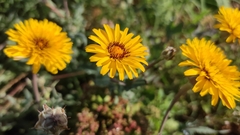 Reichardia tingitana