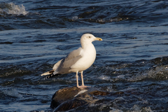 Larus cachinnans