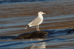 Larus cachinnans