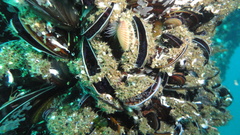 Aequipecten opercularis