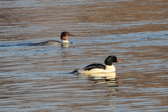 Mergus merganser