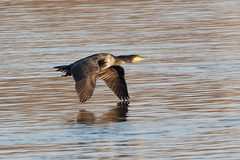Phalacrocorax carbo