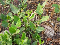 Muehlenbeckia sagittifolia