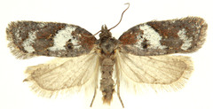 Acleris arcticana
