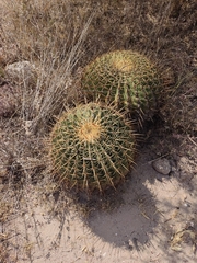 Ferocactus histrix