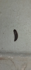 Dermestes