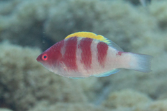 Yellow-Fin Fairy Wrasse photo 4