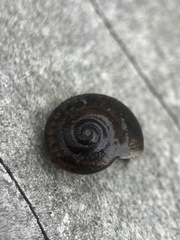 Triodopsis hopetonensis