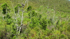 Widdringtonia nodiflora