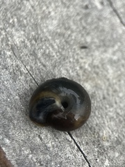 Triodopsis hopetonensis