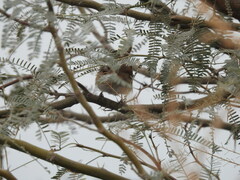 Cistothorus palustris