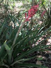 Aechmea distichantha