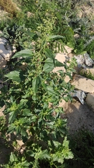 Chenopodiastrum murale