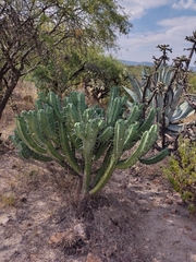 Myrtillocactus geometrizans