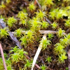 Geheebia gigantea