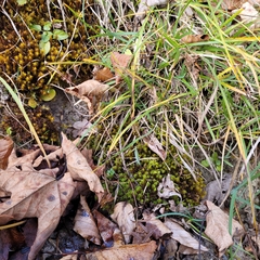 Geheebia gigantea