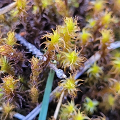 Geheebia gigantea