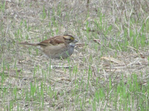 White-throated Sparrow photographed in California
