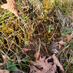 Geheebia gigantea