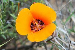 Calochortus kennedyi kennedyi