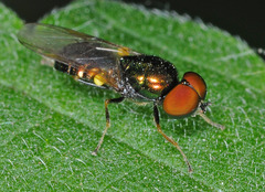 Microchrysa polita