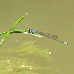 Acanthagrion