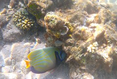 Pomacanthus imperator