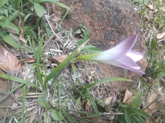 Zephyranthes robusta