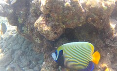 Pomacanthus imperator