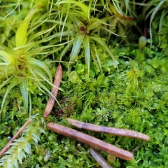 Tetraphis pellucida