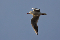 Chroicocephalus ridibundus