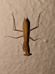 Miomantis paykullii