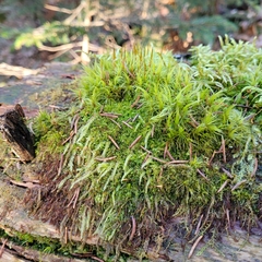 Tetraphis pellucida