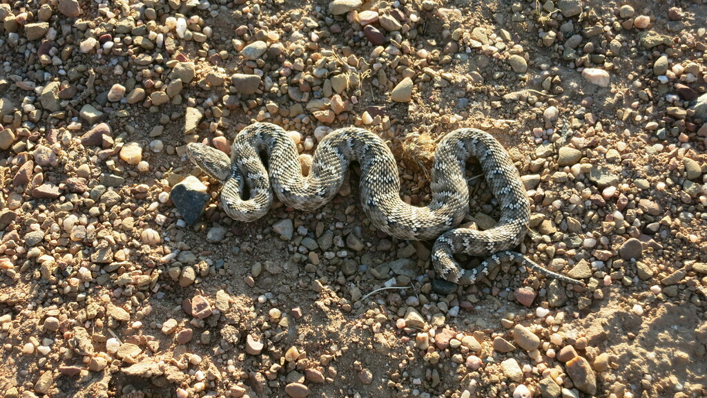 Halys Pit Viper from Bayangovi, Mongolia on May 27, 2014 at 04:28 PM by ...