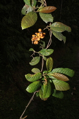 Davilla rugosa