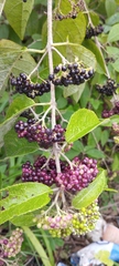 Callicarpa acuminata