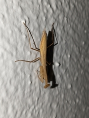 Miomantis paykullii
