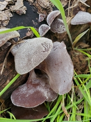 Auricularia angiospermarum