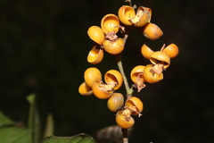 Davilla rugosa