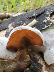 Auricularia angiospermarum