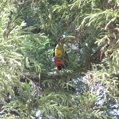 Ramphastos dicolorus