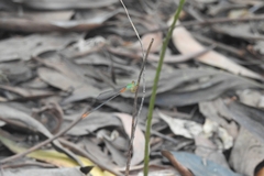 Ceriagrion cerinorubellum