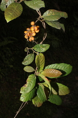 Davilla rugosa