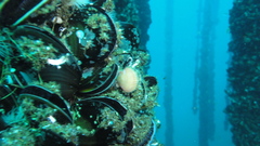 Aequipecten opercularis