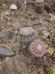 Echinocereus pectinatus pectinatus